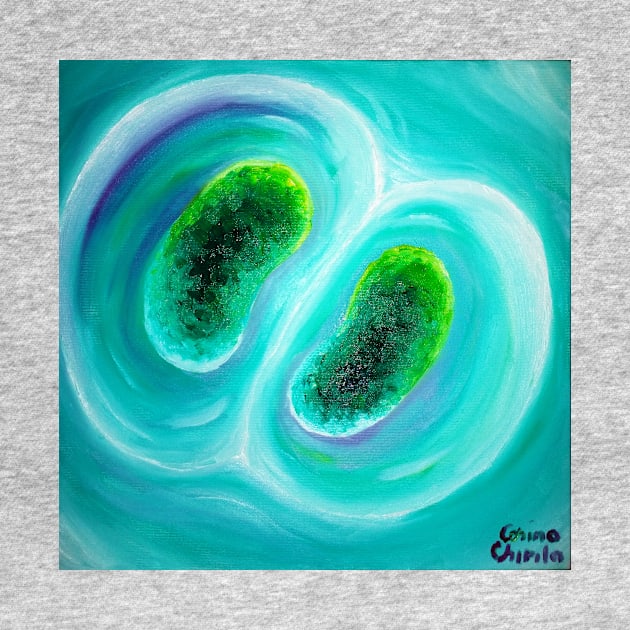 cyanobacteria dividing cells by CORinAZONe